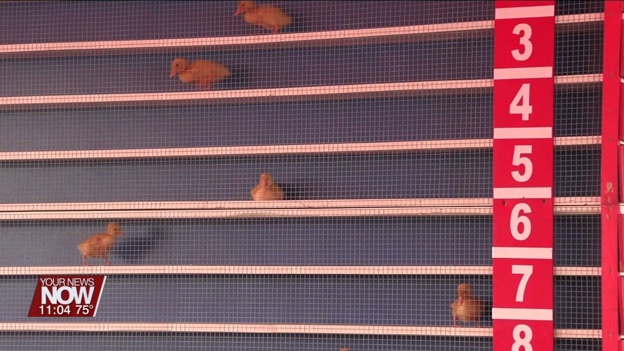 Ducklings Compete in the Popular Delphos Kiwanis Festival Duck Races